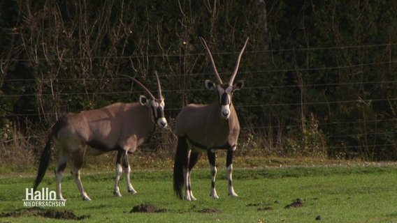 Zwei exotische Tiere stehen auf einer Wiese. © Screenshot 