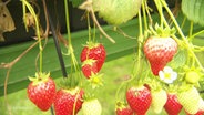 Unreife Erdbeeren. © Screenshot 