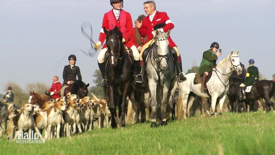 Schleppjagd mit Hunden und Reitern. © Screenshot 