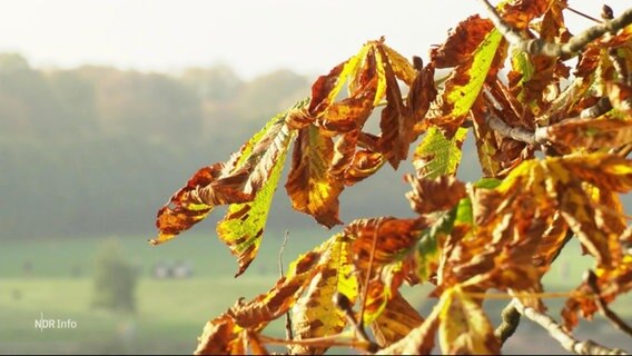 Braune Blätter im Vordergrund und dahinter ein Park. © Screenshot 