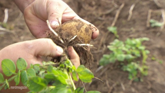 Bauer untersucht Kartoffeln bei der Ernte. © Screenshot 