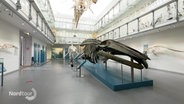 In einer Museumshalle sind mehrere Wal-Skelette ausgestellt. © Screenshot 