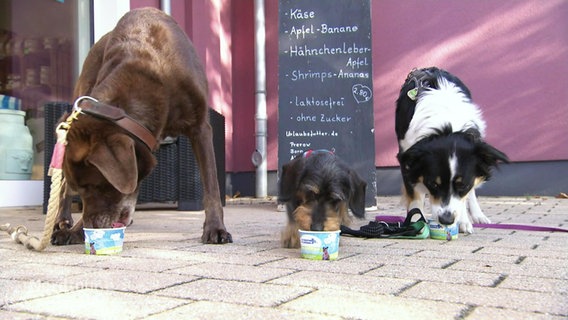 Drei Hunde futtern aus kleinen Näpfen. © Screenshot 