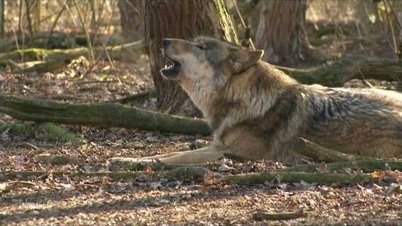Ein heulender Wolf © Screenshot 