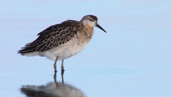 Ein Vogel steht im Wasser. © Screenshot 