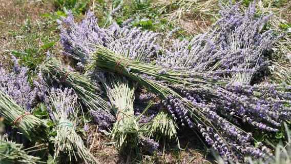 Geernteter Lavendel, zu Büscheln zusammengebunden. © Screenshot 