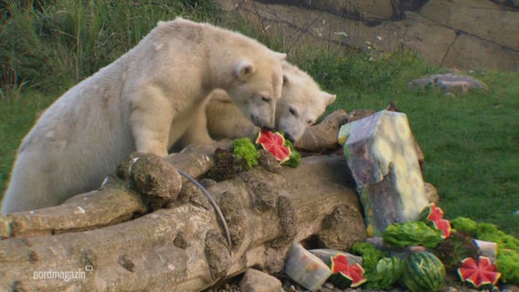 Die Eisbär-Zwillinge feiern Geburtstag. © Screenshot 