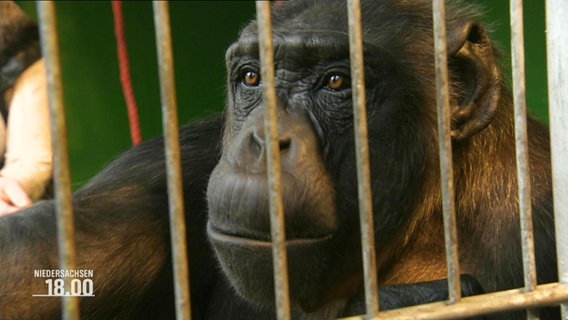 Schimpanse "Robby" sitzt in einem Käfig. © Screenshot 