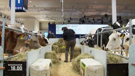 Mehrere Kühe stehen in einer Messehalle und werden gefüttert. © Screenshot 