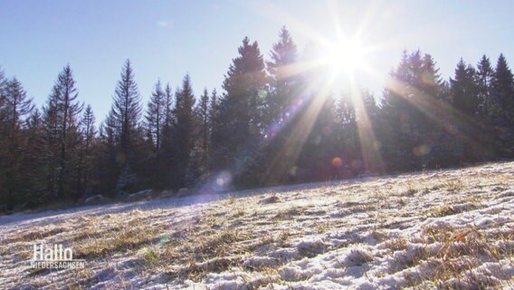 Sonnenstrahlen im leicht schneebedeckten Harz © Screenshot 