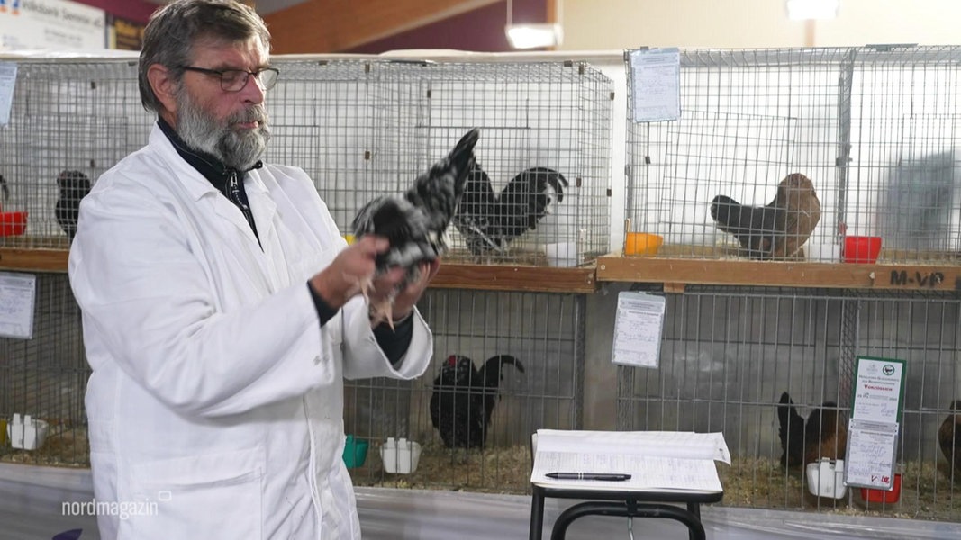Zahlreiche neue Vogelgrippe-Fälle in MV: Seuchenherd Rassegeflügelschau?
