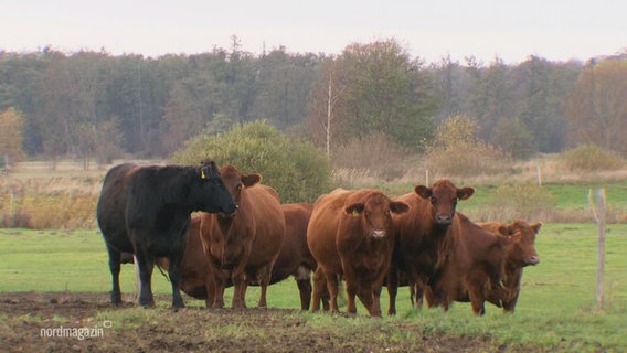 Eine kleine Heerde Kühe auf einer Weide. Fast alle blicken in die Kamera. © Screenshot 