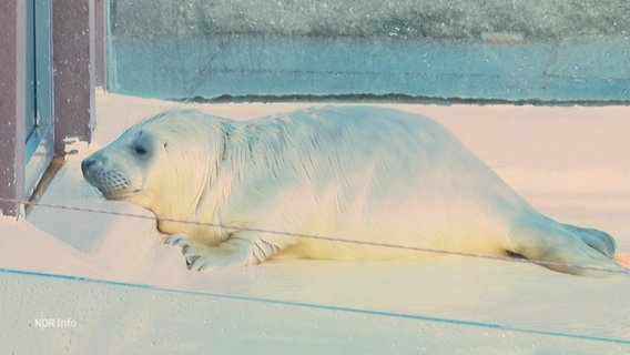 Ein Heuler in der Seehundstation Friedrichskoog © Screenshot 