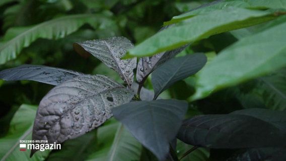 Tropische Pflanzen im Botanischen Garten in Kiel © Screenshot 