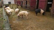 Mehrere Schweine stehen in einem Gehege © Screenshot 