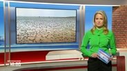 Kathrin Kampmann moderiert "Niedersachsen 18.00". © Screenshot 