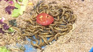 Dutzende Mehlwürmer werden mit einer Tomatenscheibe gefüttert. © Screenshot 
