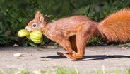 Ein Eichhörnchen trägt Früchte im Maul. © Screenshot 