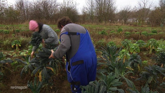 Menschen mit Behinderung ernten Gemüse. © Screenshot 