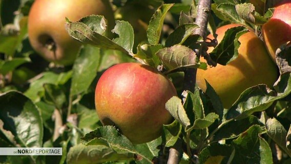 Äpfel am Baum © Screenshot 