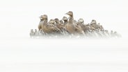 Das preisgekrönte Enten-Motiv von Sven Sturm. Für dieses Bild wurde Sven Sturm als "Europäischer Naturfotograf des Jahres" ausgezeichnet. Man sieht eine Gruppe Enten, das Bild ist aus einem Blickwinkel nah am Erdboden aufgenommen, Wind zerzaust den Sand. © Screenshot 