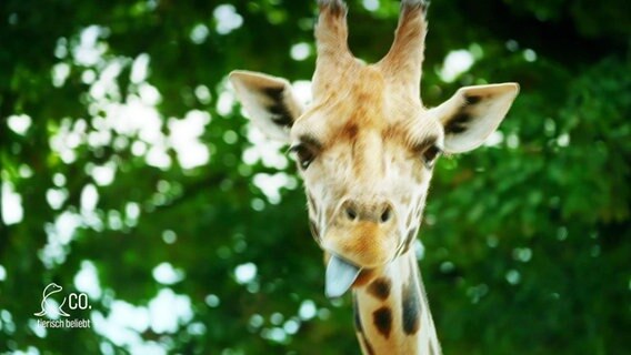 Eine Giraffe streckt die Zunge heraus. © Screenshot 