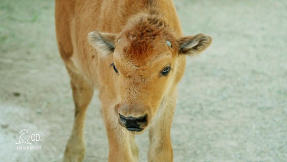 Ein Bisonkälbchen. © Screenshot 