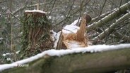 Baumstümpfe, daneben gefällte Baumstämme, überdeckt von einer dünnen Schneeschicht. © Screenshot 