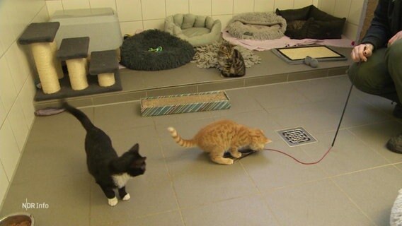Eine Frau spielt mit drei jungen Katzen in einem Tierheim. © Screenshot 