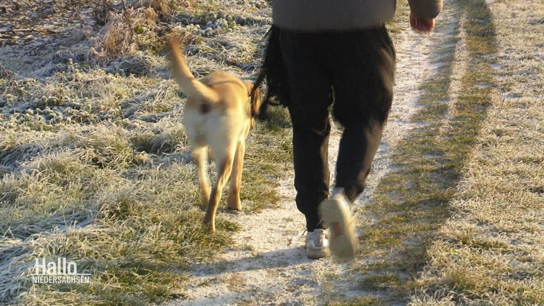 Hundebesitzer geht mit seinem Hund auf einem Feldweg spazieren.