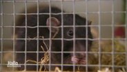 Nahaufnahme einer futternden Ratte in einem Käfig. © Screenshot 