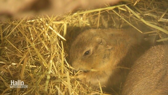 Kleine Nagetiere in einem Bau mit Stroh. © Screenshot 