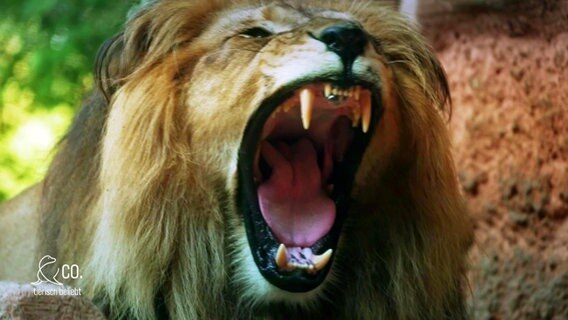 Ein Löwe reißt das Maul auf und zeigt seine Zähne. © Screenshot 