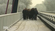 Ein Pulk von Menschen geht auf einer größeren Brücke bei Schnee auf die Kamera zu. © Screenshot 