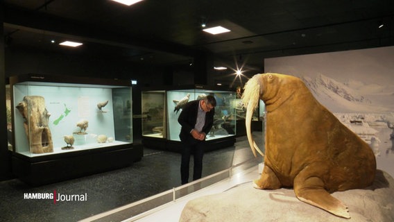 Das ausgestopfte Walross Antje im Naturkundemuseum Hamburg © Screenshot 