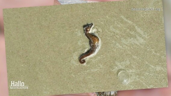 A washed dead seahorse lies in the sand.  © Screenshot 