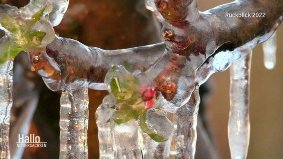 Apfelblüten, eingefrohren in einem schützenden Eismantel © Screenshot 