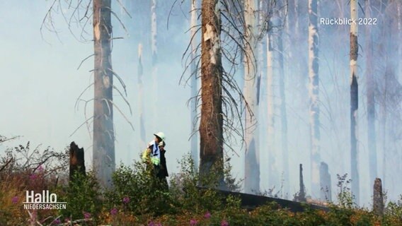 Feuerwehrleute im Einsatz bei einem Waldbrand im Harz © Screenshot 