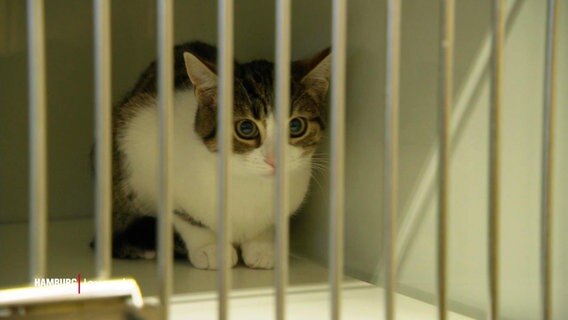 Eine Katze sitzt in einem Käfig hinter Gitterstäben. © Screenshot 