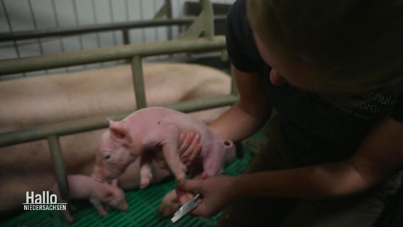 Eine Landwirtin schneidet einem Ferkel die Klauen. © Screenshot 