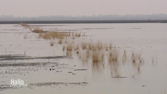 Das Moor in der Esterweger Dose © Screenshot 