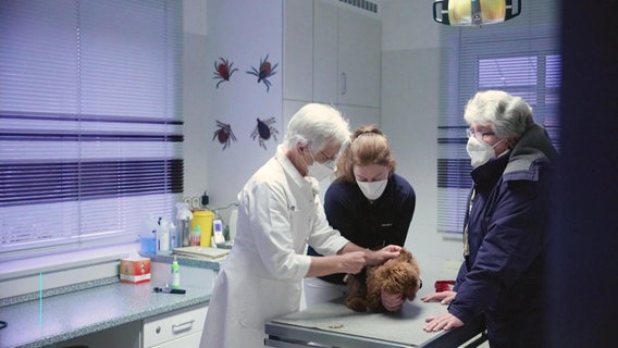 Ein Hund auf einem Behandlungstisch umgeben von Tierärztin und weiteren Personen. © Screenshot 