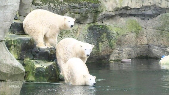 Drei Eisbären in einem Gehege. © Screenshot 