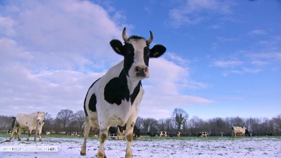 Eine Kuh auf der Weide mit Schnee. © Screenshot 