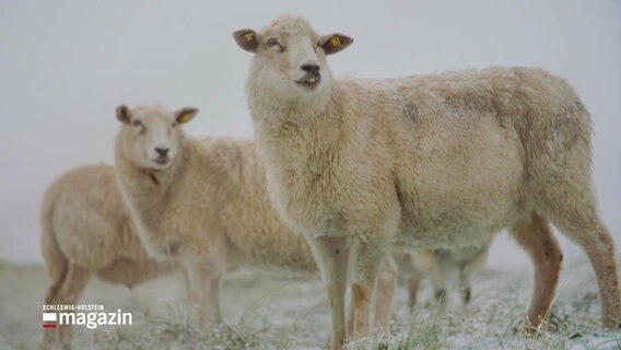 Drei Schafe © Screenshot 