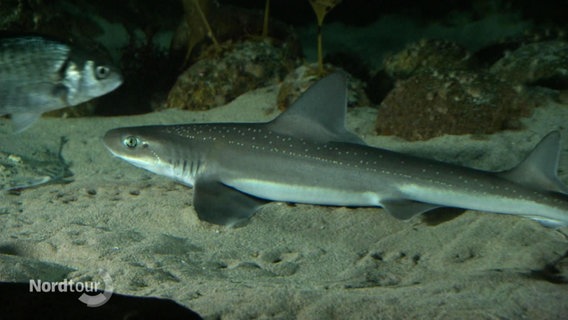 Auf dem sandigen Grund eines Aquariums schlängelt sich ein kleiner Haifisch zwischen Steinen hindurch. © Screenshot 