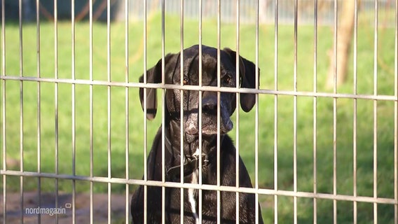 Ein schwarzer Hund sitzt in einem Tierheim hinter einem Zaun. © Screenshot 