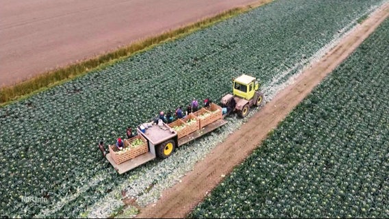 Neben einem Traktor mit Anhänger auf einem Feld arbeiten Erntehelfer. © Screenshot 