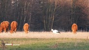 Ein Storch läuft über ein Feld. © Screenshot 