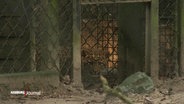 Ein kleiner Leopardenkopf eines Jungtiers schaut in den Eingang eines Geheges hinein. © Screenshot 